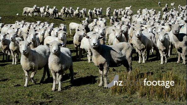 Sheep in Paddock 4011